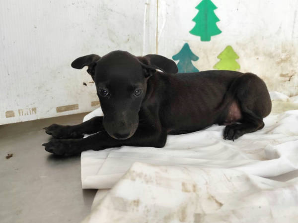 高雄市待認養狗 混種犬