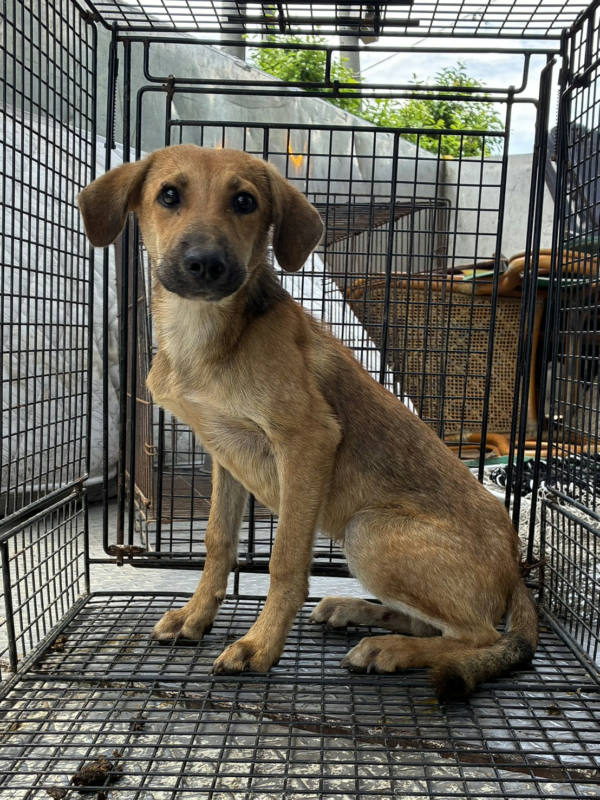 彰化縣待認養狗 混種犬