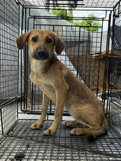 彰化縣待認養狗｜混種犬｜黃色｜公