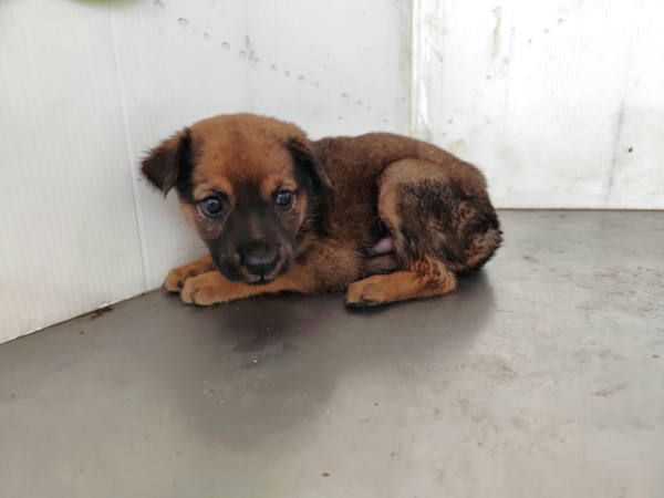高雄市待認養狗 混種犬