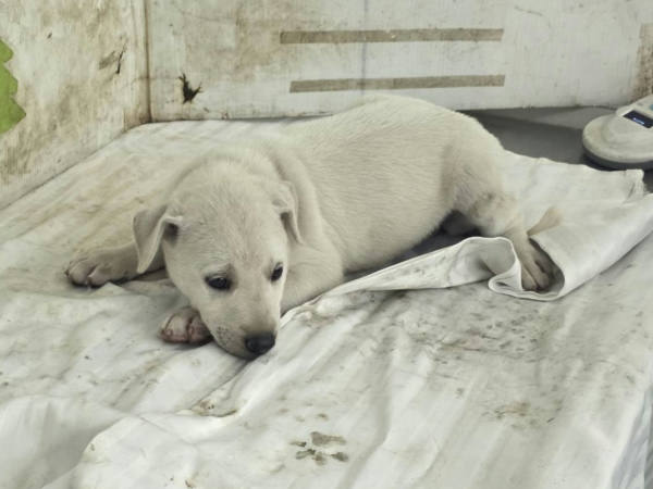 高雄市待認養狗 混種犬