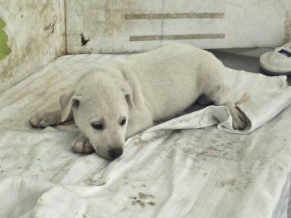高雄市待認養狗｜混種犬｜白色｜公