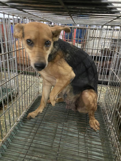 台南市待認養狗｜混種犬｜黑黃色｜母