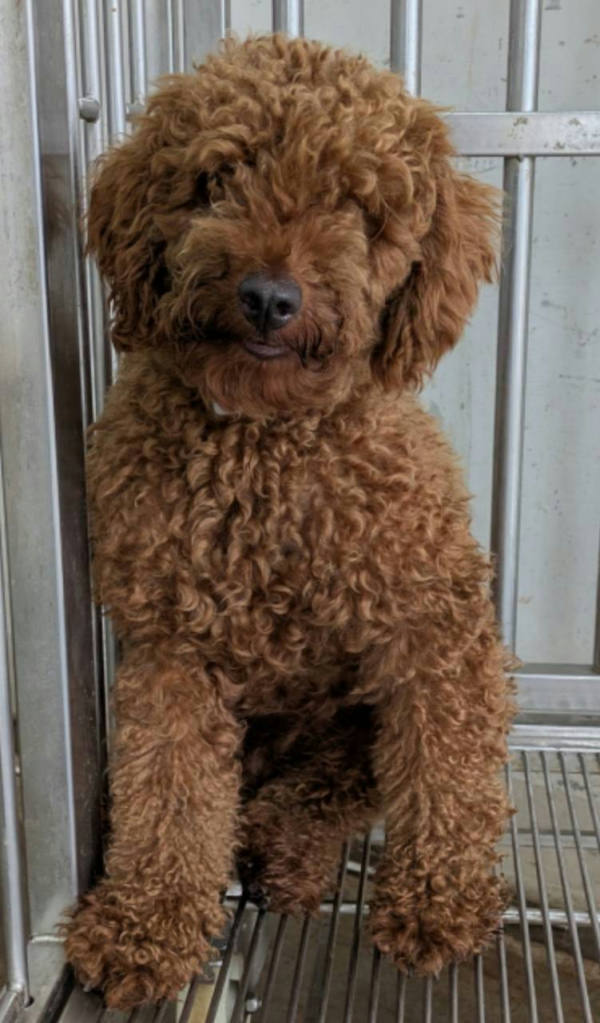 花蓮縣待認養狗 貴賓犬