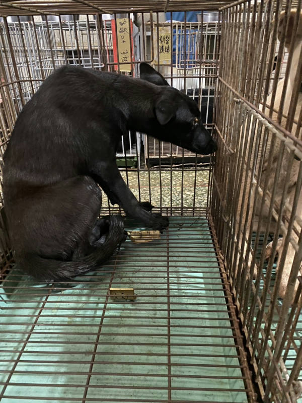 台南市待認養狗 混種犬
