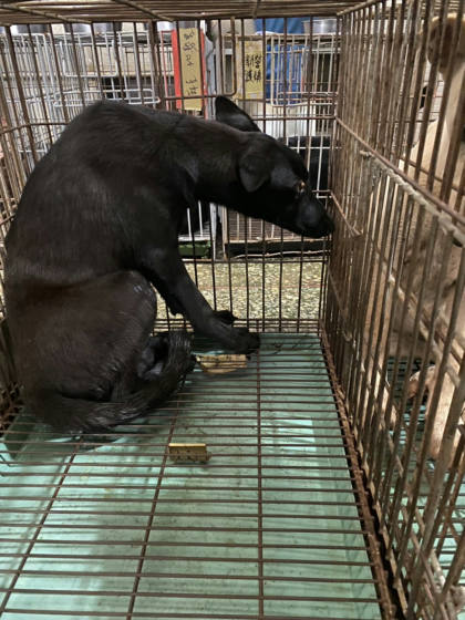 台南市待認養狗｜混種犬｜黑色｜公