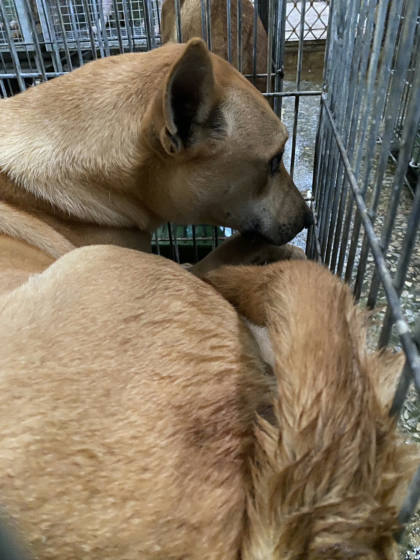 台南市待認養狗｜混種犬｜黃色｜母