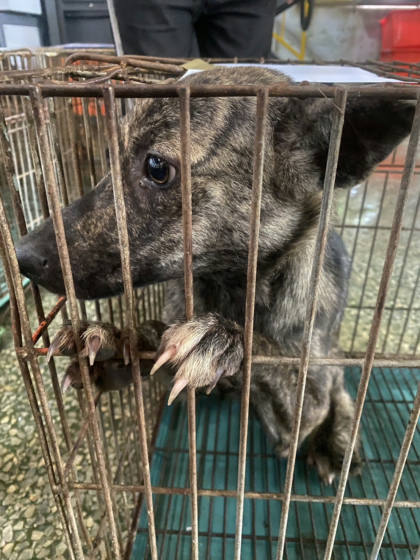 台南市待認養狗｜混種犬｜虎斑白色｜母