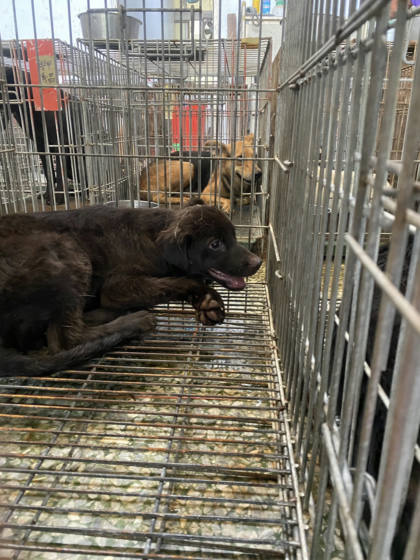 台南市待認養狗｜混種犬｜黑色｜公