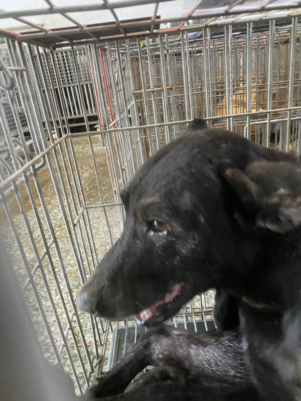 台南市待認養狗 混種犬