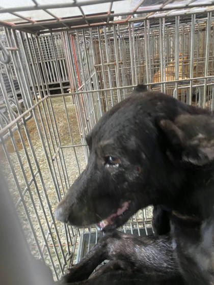 台南市待認養狗｜混種犬｜黑色｜公