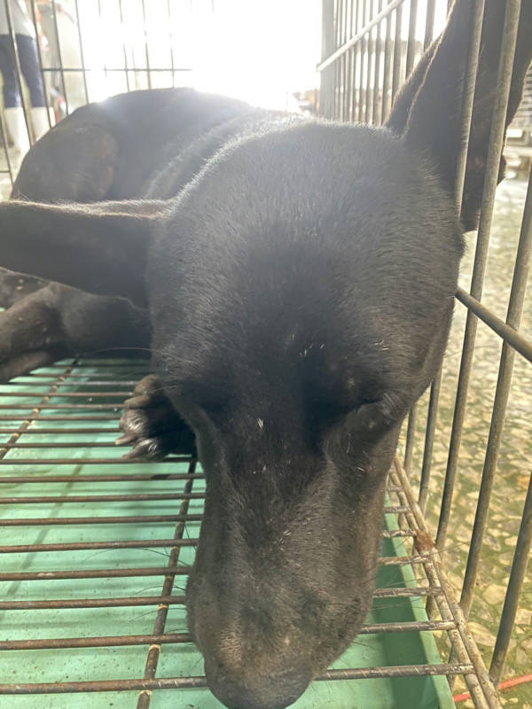 台南市待認養狗 混種犬