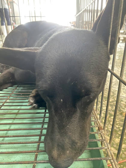 台南市待認養狗｜混種犬｜黑色｜公