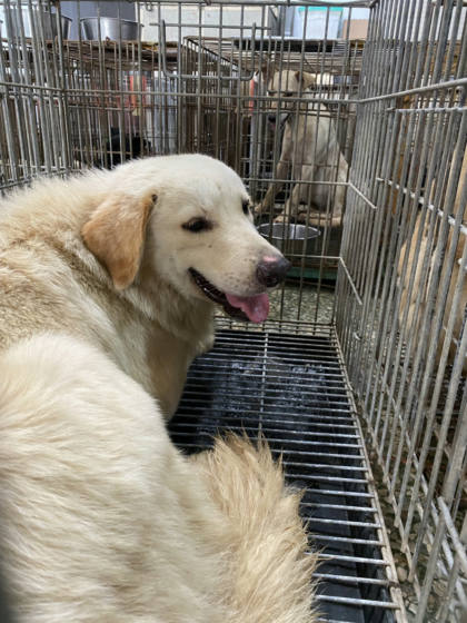 台南市待認養狗｜混種犬｜白色｜公