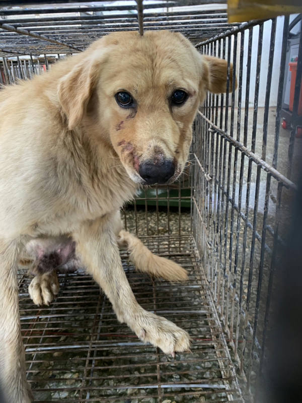 台南市待認養狗 混種犬