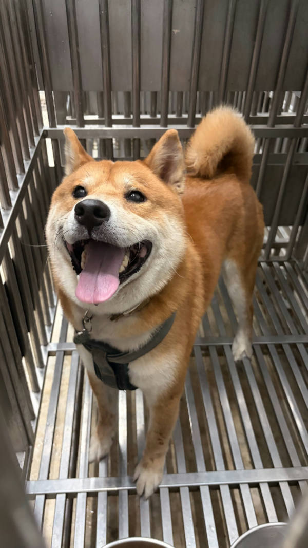 新北市待認養狗 柴犬