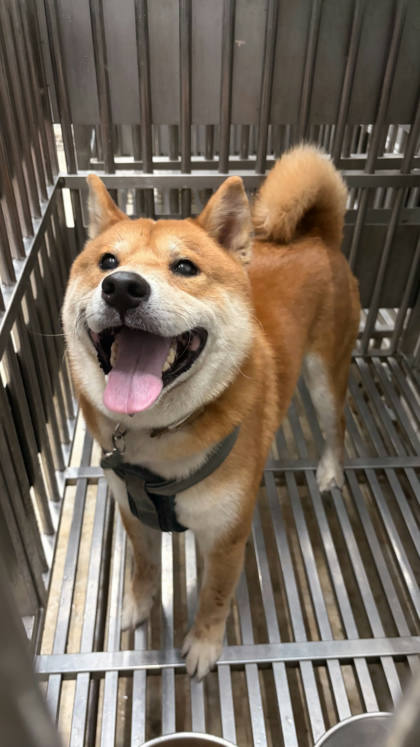 新北市待認養狗｜柴犬｜黃白色｜公