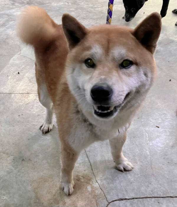 新北市待認養狗 柴犬