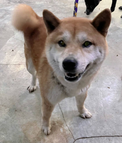 新北市待認養狗｜柴犬｜黃色｜公