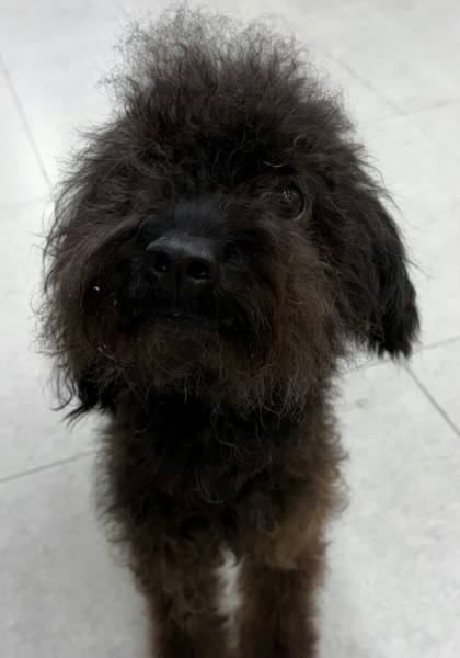 基隆市待認養狗｜混種犬｜黑色｜公
