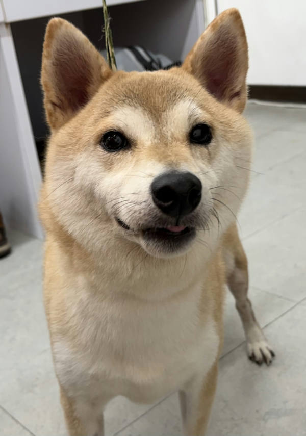基隆市待認養狗 混種犬