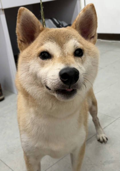 基隆市待認養狗｜混種犬｜黃色｜公