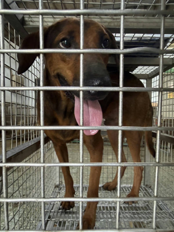 台南市待認養狗 混種犬