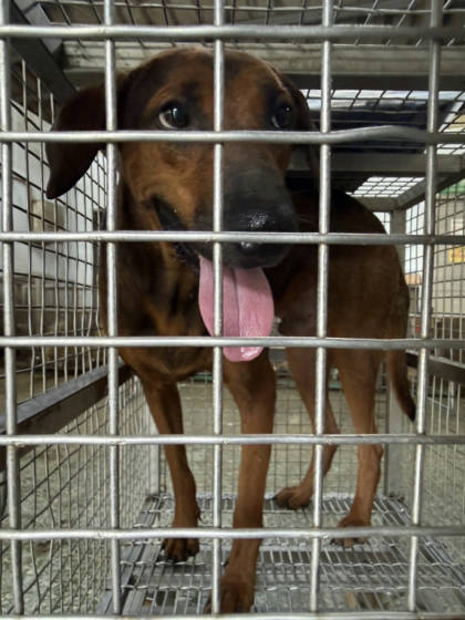 台南市待認養狗｜混種犬｜黃色｜公