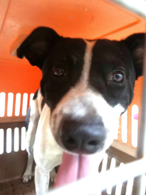 宜蘭縣待認養狗 混種犬