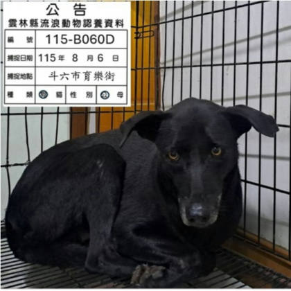 雲林縣待認養狗｜混種犬｜黑色｜公
