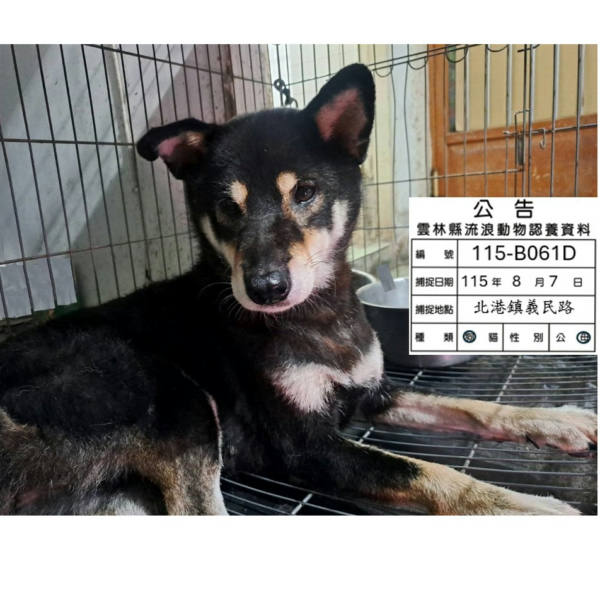 雲林縣待認養狗 柴犬