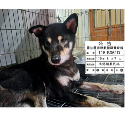 雲林縣待認養狗｜柴犬｜黑棕色｜母