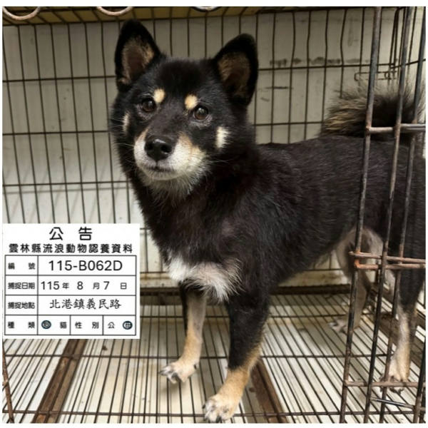 雲林縣待認養狗 柴犬