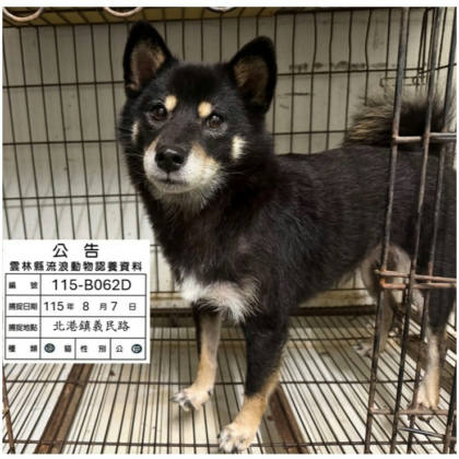 雲林縣待認養狗｜柴犬｜黑棕色｜母