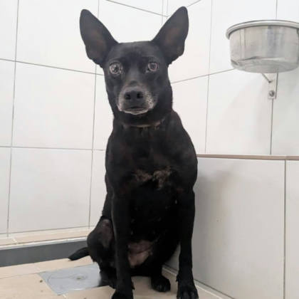 新竹縣待認養狗｜混種犬｜黑色｜母
