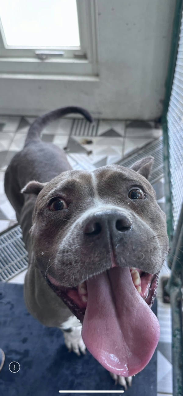 苗栗縣待認養狗 比特犬之混種犬