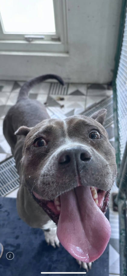苗栗縣待認養狗｜比特犬之混種犬｜咖啡白色｜母