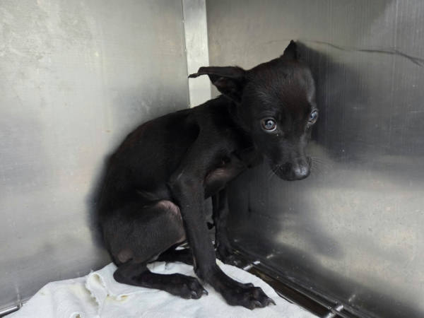 台北市待認養狗 混種犬