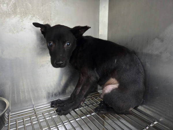 台北市待認養狗 混種犬