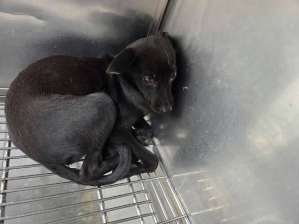 台北市待認養狗 混種犬