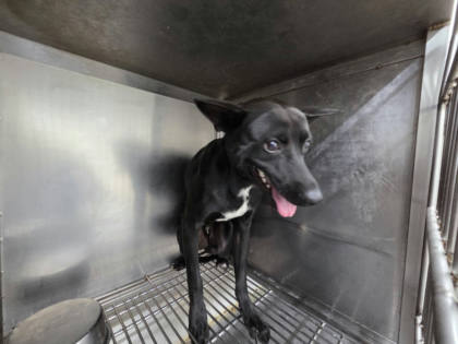 台北市待認養狗｜混種犬｜黑白色｜公