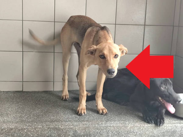 高雄市待認養狗 混種犬