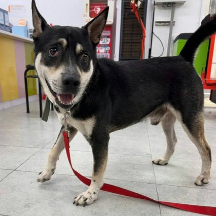 基隆市待認養狗 混種犬