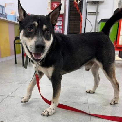 基隆市待認養狗｜混種犬｜黑白色｜公