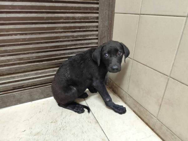高雄市待認養狗 混種犬