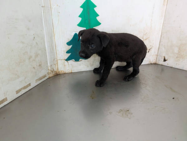 高雄市待認養狗 混種犬