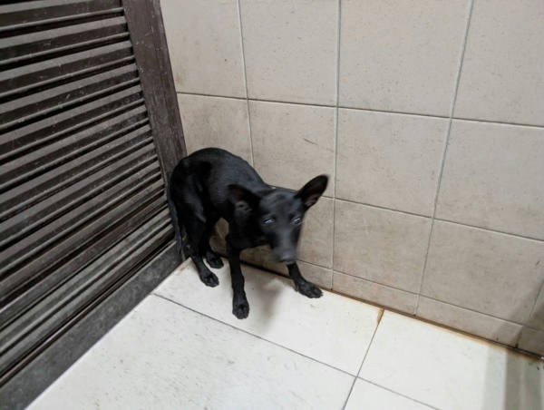 高雄市待認養狗 混種犬