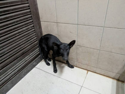 高雄市待認養狗｜混種犬｜黑色｜母