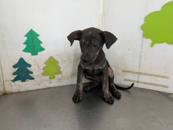 高雄市待認養狗 混種犬