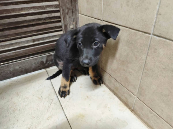 高雄市待認養狗 混種犬